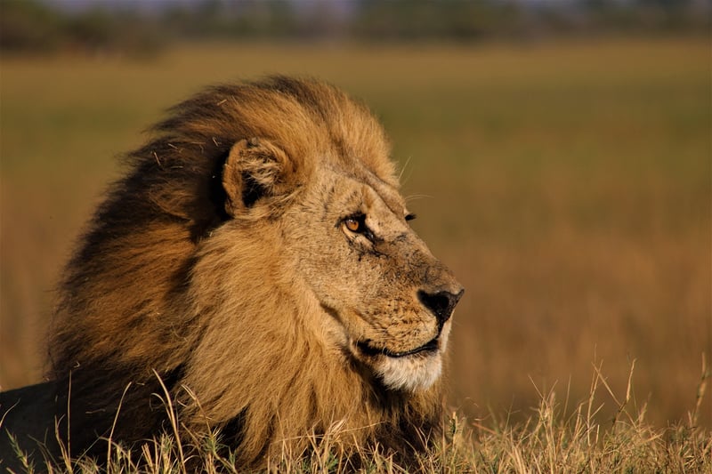 Mystical Beast Safaris